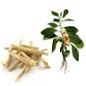 Органический Ашваганда (Ashvganda organic) 60 таб - Maharishi